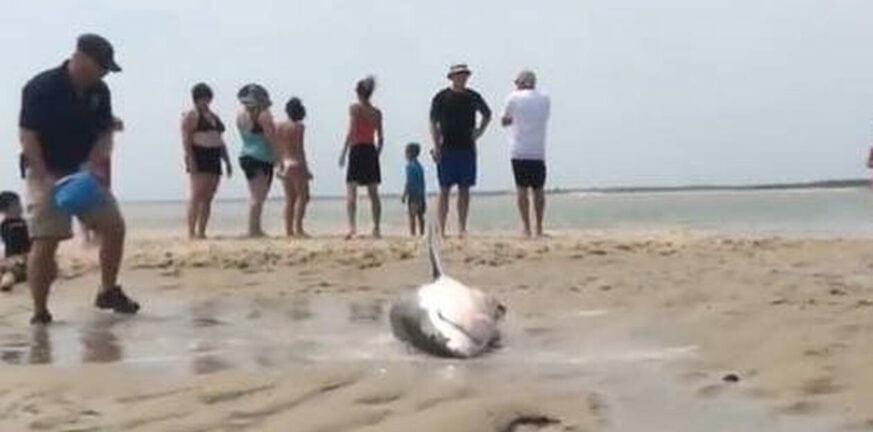 ΗΠΑ: Λευκός καρχαρίας «βγήκε στη στεριά» κυνηγώντας γλάρο - ΒΙΝΤΕΟ