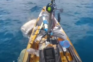 Χαβάη: Σοκ προκαλεί το ΒΙΝΤΕΟ με καρχαρίας τίγρη να επιτίθεται σε ψαρά