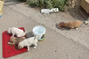 Αιτωλοακαρνανία: Δήμος στρέφεται νομικά κατά ατόμου που εγκατέλειψε σκυλίτσα με τα κουταβάκια της