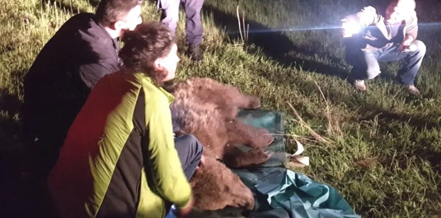 Λάρισα: Αρκούδα πιάστηκε σε παγίδα για αγριογούρουνα