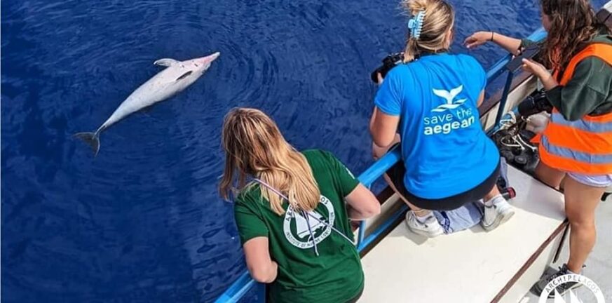 Συνεχίζονται οι θανατώσεις ζωνοδέλφινων στο ΒΑ Αιγαίο - Καταγγελία του Ινστιτούτου «Αρχιπέλαγος»