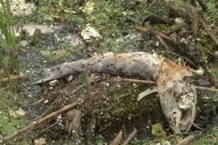 Θεσσαλονίκη: Δεκάδες ψάρια νεκρά στην τάφρο της Σίνδου