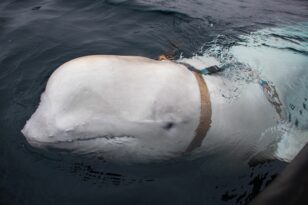 νορβηγία-φάλαινα