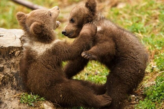 Φλώρινα: Απεγκλωβίστηκαν μικρά αρκουδάκια που είχαν παγιδευτεί