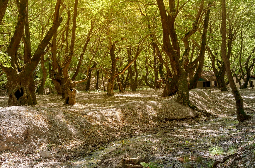 Πλανητέρο: Το μαγικό χωριό στην Αχαΐα με τα υπεραινώβια πλατάνια - ΦΩΤΟ