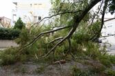 Πάτρα: Έπεσε δέντρο στην Πατρών - Πύργου