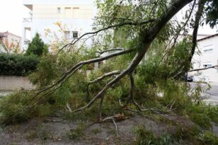 Κακοκαιρία: Σε ποιες περιοχές δέχτηκε κλήσεις η Πυροσβεστική για πτώσεις δέντρων