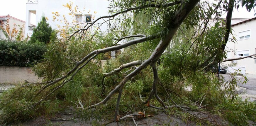 Πάτρα: Έπεσε δέντρο στην Πατρών - Πύργου