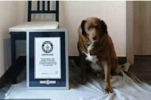 Ο Μπόμπι πήρε βραβείο Γκίνες ως ο γηραιότερος σκύλος του κόσμου ΒΙΝΤΕΟ