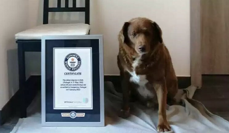 Ο Μπόμπι πήρε βραβείο Γκίνες ως ο γηραιότερος σκύλος του κόσμου ΒΙΝΤΕΟ
