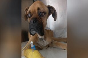 Ηλεία: Μάχη να κρατηθεί στη ζωή δίνει το Boxer που βρήκαν σκελετωμένο και δεμένο! ΦΩΤΟ - BINTEO