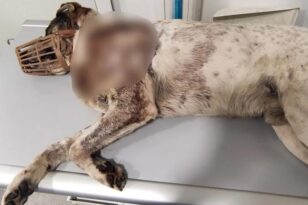 Μαγνησία: Σοκ με σκύλο που πυροβολήθηκε εξ επαφής - 20 σκάγια αφαίρεσε η κτηνίατρος