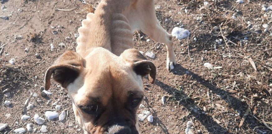 Αλυσοδεμένο και υποσιτισμένο σκυλί στη Ζαχάρω - Πώς σώθηκε την τελευταία στιγμή
