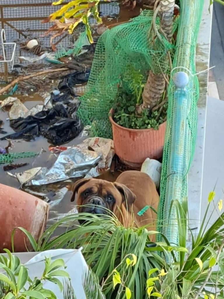 Επιχείρηση διάσωσης κακοποιημένου σκύλου στην Αμαλιάδα - ΦΩΤΟ