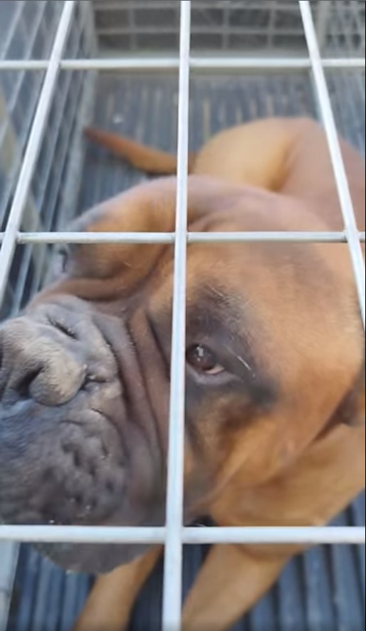 Επιχείρηση διάσωσης κακοποιημένου σκύλου στην Αμαλιάδα - ΦΩΤΟ