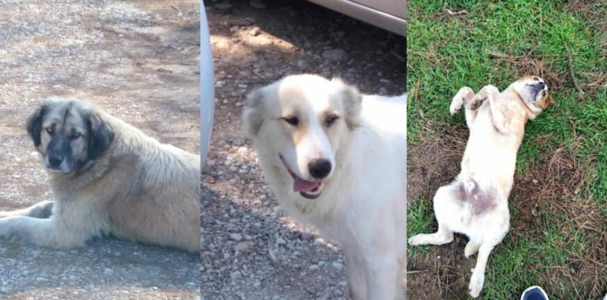 Ηλεία: Έριξαν φόλες στο δάσος της Μαραθιάς – Νεκρά τρία σκυλιά