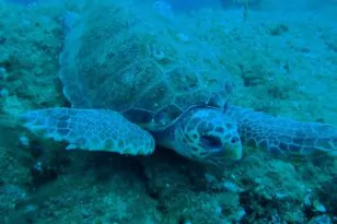 Νεκρή θαλάσσια χελώνα στη Νάξο – Τη μαχαίρωσαν στο λαιμό