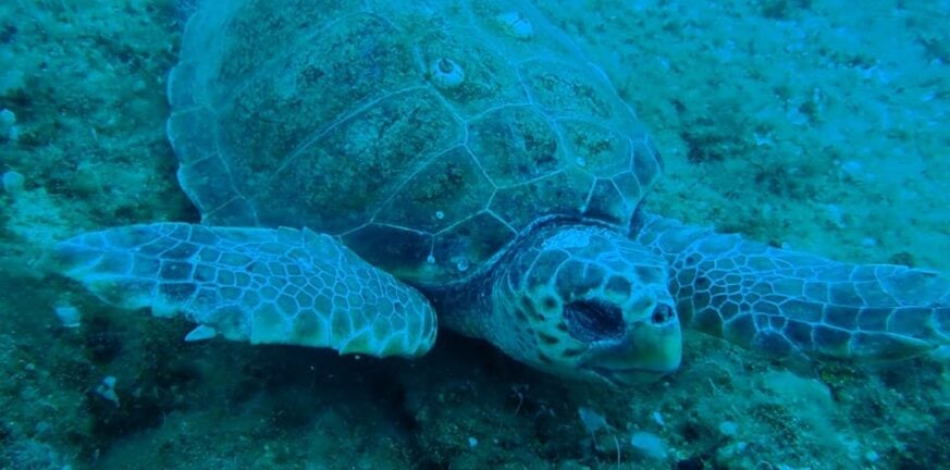 Νεκρή θαλάσσια χελώνα στη Νάξο – Τη μαχαίρωσαν στο λαιμό