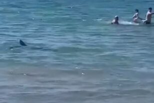 Ισπανία: Πανικό προκάλεσε καρχαρία σε παραλία του Αλικάντε - Κολυμπούσαν παιδάκια ΒΙΝΤΕΟ