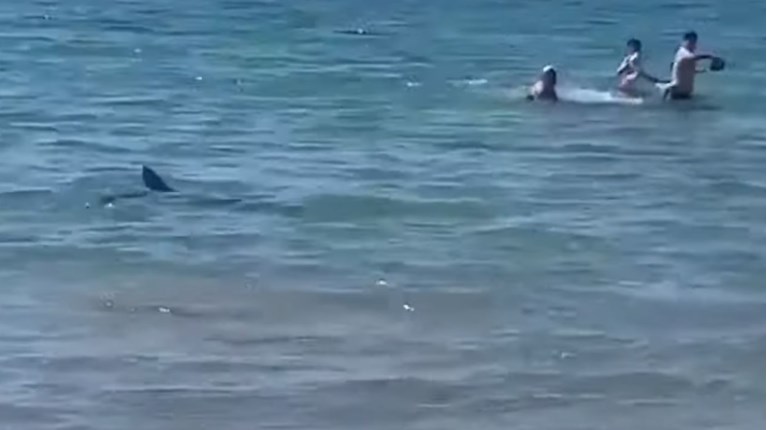 Ισπανία: Πανικό προκάλεσε καρχαρία σε παραλία του Αλικάντε - Κολυμπούσαν παιδάκια ΒΙΝΤΕΟ