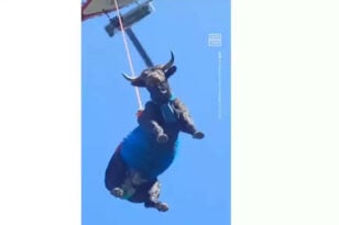 Αεροδιακομιδή αγελάδας στην Ελβετία – Είχε εγκλωβιστεί στις Άλπεις- ΒΙΝΤΕΟ