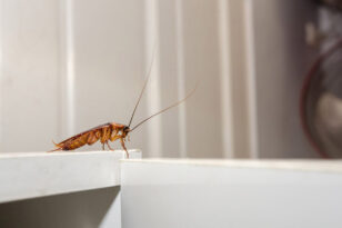 Έχουν γίνει «πονοκέφαλος» οι κατσαρίδες στο σπίτι σας; - Απαλλαχτείτε με φυσικούς τρόπους