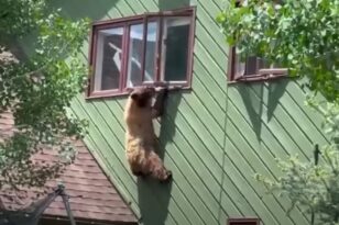 ΗΠΑ: Πεινασμένη αρκούδα εισέβαλε σε σπίτι και καταβρόχθισε... μπριζόλες - ΒΙΝΤΕΟ