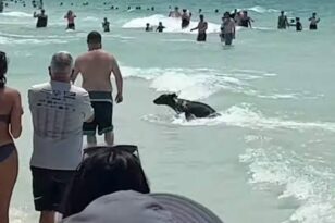 Φλόριντα: Η στιγμή που βγαίνει από τη θάλασσα μια... αρκούδα! - ΒΙΝΤΕΟ