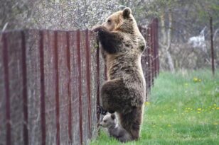 Γρεβενά: Μια αρκουδίτσα έκανε την εμφάνιση της σε στάση λεωφορείου στο Πολυνέρι - ΒΙΝΤΕΟ