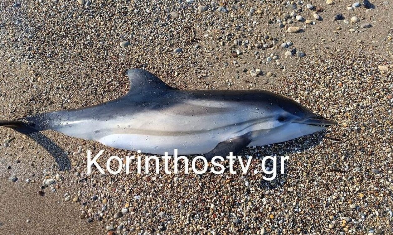 Κόρινθος: Νεκρό το δελφίνι που είχε βγει στη στεριά ΦΩΤΟ - ΒΙΝΤΕΟ