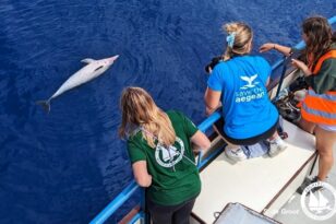Νεκρά δελφίνια στο Αιγαίο: Τι σχέση έχουν τουρκικά αλιευτικά σκάφη;