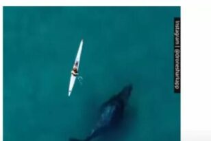Απίστευτο βίντεο: Φάλαινα κολυμπάει κάτω από καγιάκ!