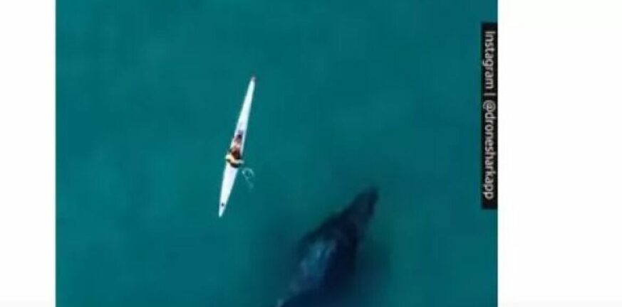 Απίστευτο βίντεο: Φάλαινα κολυμπάει κάτω από καγιάκ!
