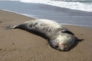 Νότια Αφρική: Έξι νεκρές φώκιες ξεβράστηκαν σε παραλία