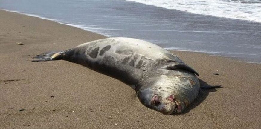 Νότια Αφρική: Έξι νεκρές φώκιες ξεβράστηκαν σε παραλία