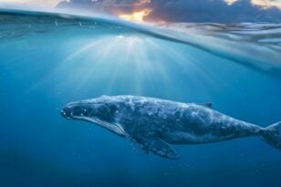 Αργεντινή: Έκαναν sup και ξαφνικά είδαν δίπλα τους μια… φάλαινα! ΒΙΝΤΕΟ