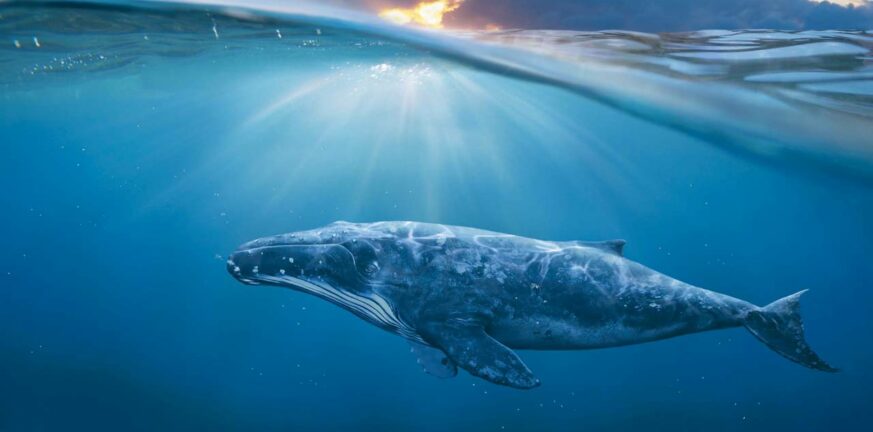 Τουρκία: Εμφανίστηκε φάλαινα στη Μαρμαρίδα εκπλήσσοντας τους τουρίστες ΦΩΤΟ - ΒΙΝΤΕΟ