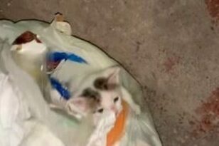 Νέο περιστατικό κακοποίησης ζώου: Γατάκι πεταμένο στα σκουπίδια μέσα σε δεμένη σακούλα - ΒΙΝΤΕΟ