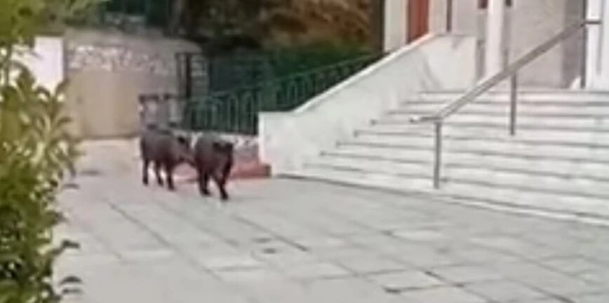 Θεσσαλονίκη: ΒΙΝΤΕΟ με αγριογούρουνα που κάνουν βόλτα στο.. κέντρο της πόλης!