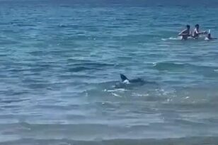 Ισπανία: Καρχαρίας προκάλεσε πανικό σε παραλία – Λουόμενοι έτρεχαν να σωθούν