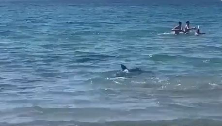 Ισπανία: Καρχαρίας προκάλεσε πανικό σε παραλία – Λουόμενοι έτρεχαν να σωθούν