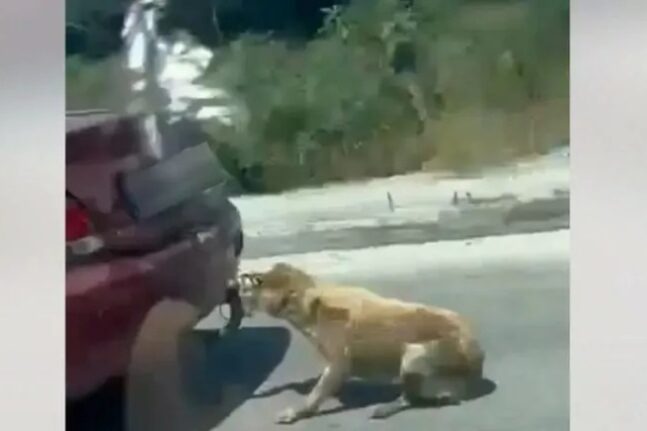 Συνελήφθη 66χρονος που έσερνε σκύλο με το αυτοκίνητό του στη Ζάκυνθο