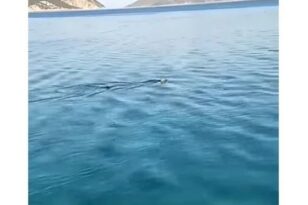 ΒΙΝΤΕΟ από τη «βόλτα» καρχαρία στα ρηχά του Κορινθιακού Κόλπου