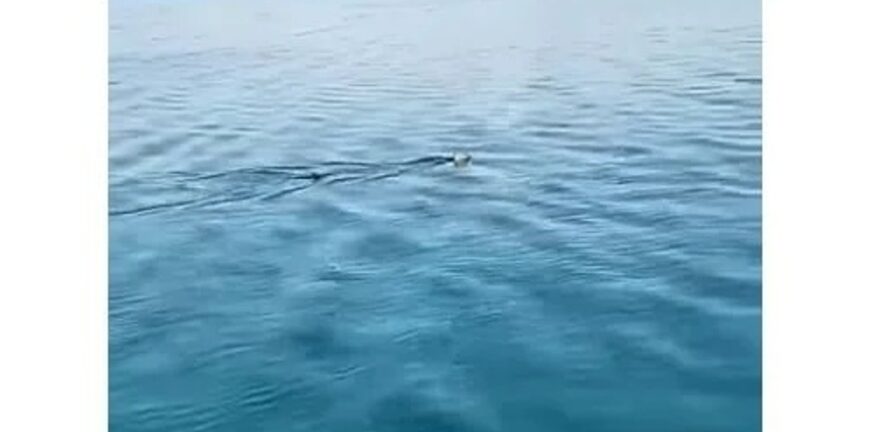 ΒΙΝΤΕΟ από τη «βόλτα» καρχαρία στα ρηχά του Κορινθιακού Κόλπου