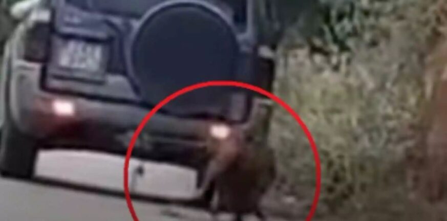 Νέα κτηνωδία στη Ζάκυνθο: Έδεσε και έσερνε κατσίκα με το αυτοκίνητο που οδηγούσε - ΒΙΝΤΕΟ
