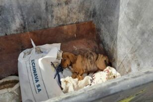 Πύργος: Έριξε κουτάβι σε κάδο σκουπιδιών