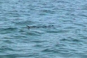 ΒΙΝΤΕΟ με τεράστιο ψάρι που έκανε βόλτες στον Παγασητικό- Πίστεψαν ότι είναι καρχαρίας