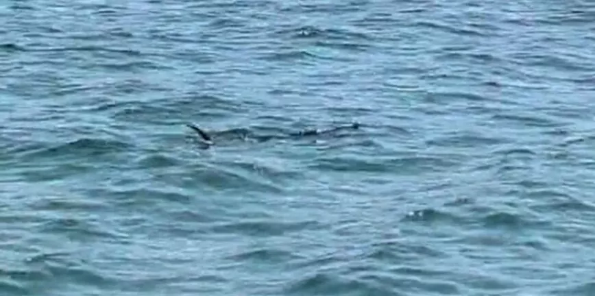 ΒΙΝΤΕΟ με τεράστιο ψάρι που έκανε βόλτες στον Παγασητικό- Πίστεψαν ότι είναι καρχαρίας