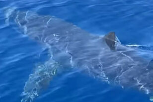 Νεκρή Αμερικανίδα τουρίστρια από επίθεση καρχαρία στις Μπαχάμες