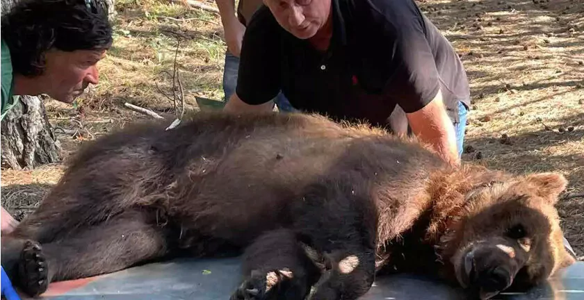 Φλώρινα: Αρκούδα που ξεκλήριζε κοτέτσια «αναγκάστηκε» σε «μετακόμιση»